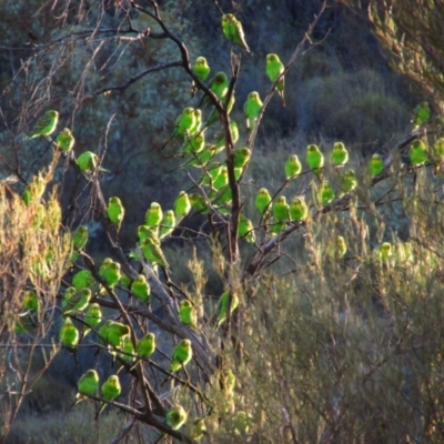 Melopsittacus undulatus (Budgerigar) at Burt Plain, NT - 2 Sep 2015 by MB