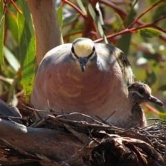 Phaps chalcoptera (Common Bronzewing) at Mount Zeil, NT - 4 Sep 2015 by MB