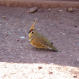 Geophaps plumifera at Mount Zeil, NT - 4 Sep 2015