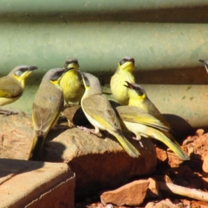 Ptilotula keartlandi at Mount Zeil, NT - 8 Oct 2015