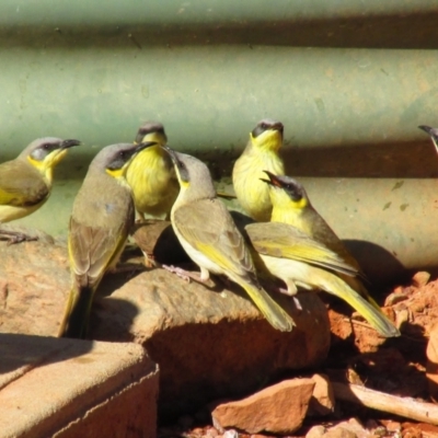 Ptilotula keartlandi (Grey-headed Honeyeater) at Mount Zeil, NT - 8 Oct 2015 by MB