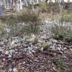 Cladia corallaizon at Kingsdale, NSW - 17 Aug 2024 10:35 AM