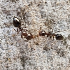 Myrmecorhynchus emeryi (Possum Ant) at Kingsdale, NSW - 17 Aug 2024 by trevorpreston