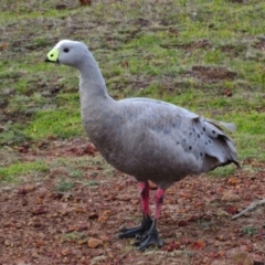 Cereopsis novaehollandiae (Cape Barren Goose) at Maria Island, TAS - 7 Mar 2015 by MB