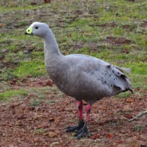 Cereopsis novaehollandiae at Maria Island, TAS - 7 Mar 2015