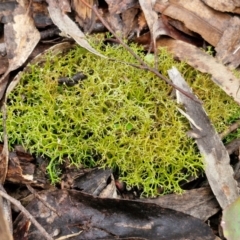 Cladia aggregata (A lichen) at Kingsdale, NSW - 17 Aug 2024 by trevorpreston