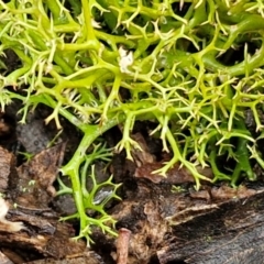 Cladia aggregata at Kingsdale, NSW - 17 Aug 2024