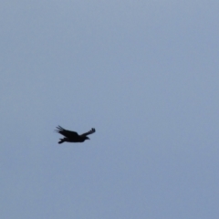 Aquila audax (Wedge-tailed Eagle) at Maria Island, TAS - 11 Mar 2015 by MB