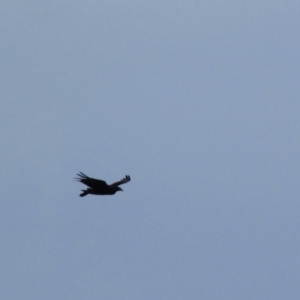 Aquila audax at Maria Island, TAS - suppressed