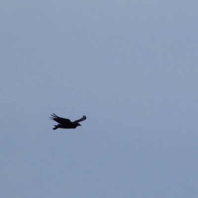 Aquila audax (Wedge-tailed Eagle) at Maria Island, TAS - 11 Mar 2015 by MB