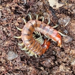 Cormocephalus aurantiipes (Orange-legged Centipede) at Kingsdale, NSW - 17 Aug 2024 by trevorpreston