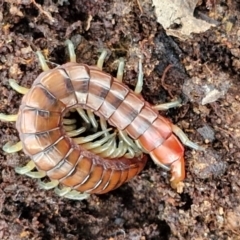 Cormocephalus aurantiipes at Kingsdale, NSW - 17 Aug 2024