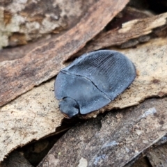 Pterohelaeus planus (Pie dish beetle) at Kingsdale, NSW - 17 Aug 2024 by trevorpreston