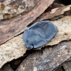 Pterohelaeus planus at Kingsdale, NSW - 17 Aug 2024 10:31 AM