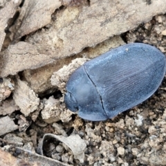 Pterohelaeus planus at Kingsdale, NSW - 17 Aug 2024