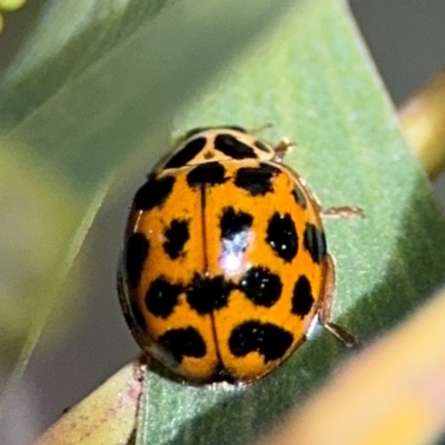 Harmonia conformis (Common Spotted Ladybird) at Belconnen, ACT - 17 Aug 2024 by Hejor1