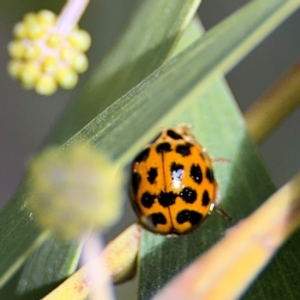 Harmonia conformis at Belconnen, ACT - 17 Aug 2024