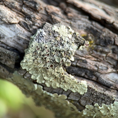 Flavoparmelia sp. (Flavoparmelia Lichen) at Belconnen, ACT - 17 Aug 2024 by Hejor1