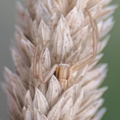 Runcinia acuminata (Pointy Crab Spider) at Belconnen, ACT - 17 Aug 2024 by Hejor1