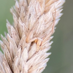 Runcinia acuminata at Belconnen, ACT - 17 Aug 2024