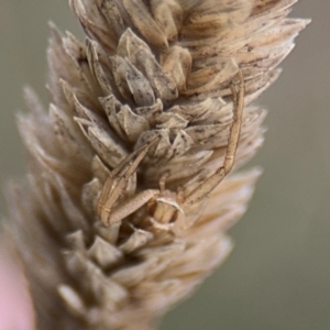 Runcinia acuminata at Belconnen, ACT - 17 Aug 2024