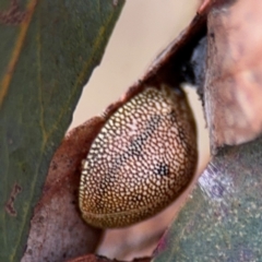 Paropsis atomaria (Eucalyptus leaf beetle) at Belconnen, ACT - 17 Aug 2024 by Hejor1