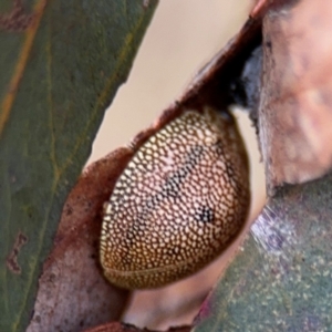 Paropsis atomaria at Belconnen, ACT - 17 Aug 2024