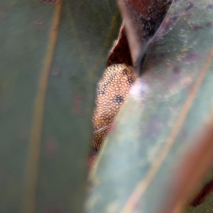 Paropsis atomaria at Belconnen, ACT - 17 Aug 2024