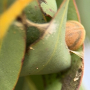 Paropsis atomaria at Belconnen, ACT - 17 Aug 2024