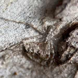 Tamopsis sp. (genus) at Nicholls, ACT - 17 Aug 2024 02:56 PM