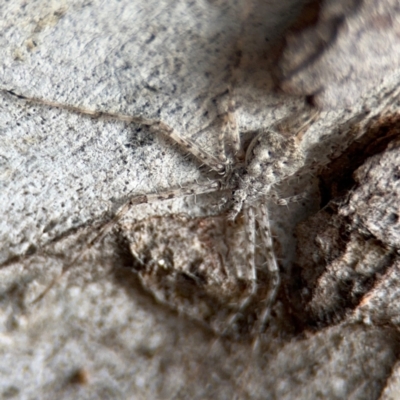 Tamopsis sp. (genus) (Two-tailed spider) at Nicholls, ACT - 17 Aug 2024 by Hejor1