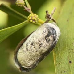 Lepidoptera unclassified IMMATURE (caterpillar or pupa or cocoon) at Belconnen, ACT - 17 Aug 2024 by Hejor1