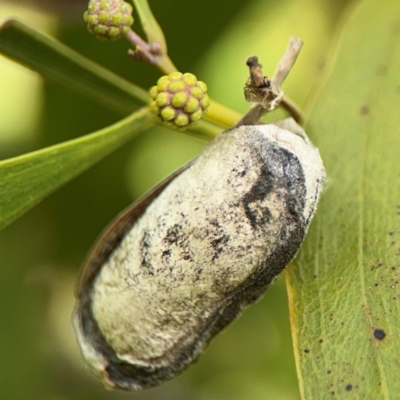 Lepidoptera unclassified IMMATURE (caterpillar or pupa or cocoon) at Belconnen, ACT - 17 Aug 2024 by Hejor1