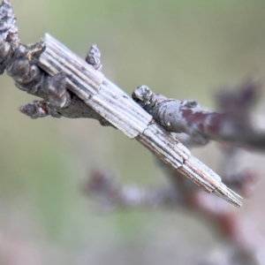 Lepidoscia arctiella at Nicholls, ACT - 17 Aug 2024