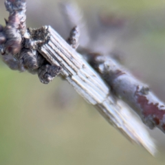 Lepidoscia arctiella at Nicholls, ACT - 17 Aug 2024