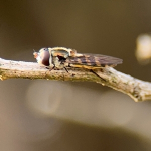 Simosyrphus grandicornis at Nicholls, ACT - 17 Aug 2024