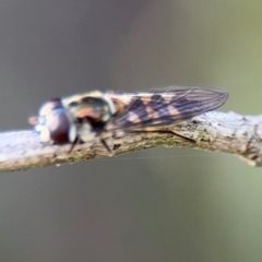 Simosyrphus grandicornis at Nicholls, ACT - 17 Aug 2024