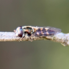 Simosyrphus grandicornis at Nicholls, ACT - 17 Aug 2024 03:19 PM