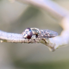 Simosyrphus grandicornis at Nicholls, ACT - 17 Aug 2024