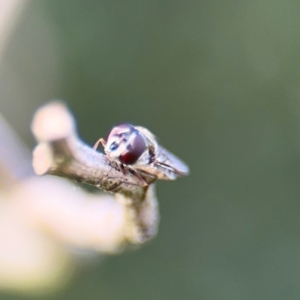 Simosyrphus grandicornis at Nicholls, ACT - 17 Aug 2024 03:19 PM