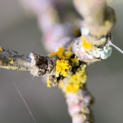 Candelariella sp. at Nicholls, ACT - 17 Aug 2024 by Hejor1