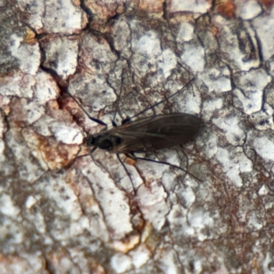 Sciaridae sp. (family) (Black fungus gnat) at Nicholls, ACT - 17 Aug 2024 by Hejor1