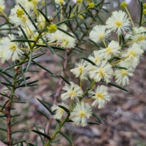 Acacia genistifolia at Kingsdale, NSW - 17 Aug 2024