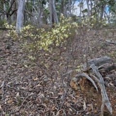 Acacia genistifolia at Kingsdale, NSW - 17 Aug 2024