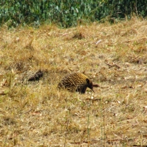 Tachyglossus aculeatus at Tabilk, VIC - 19 Feb 2015