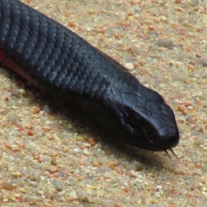 Pseudechis porphyriacus at Mallacoota, VIC - 25 Jan 2015