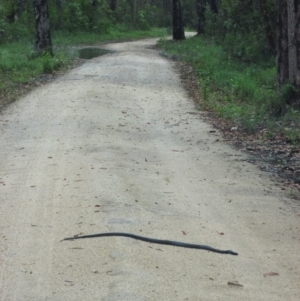 Pseudechis porphyriacus at Mallacoota, VIC - 25 Jan 2015 12:02 PM