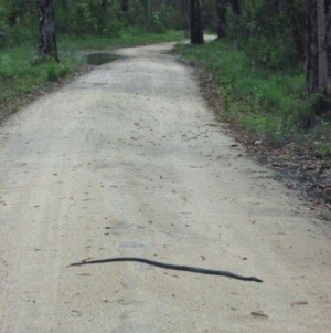 Pseudechis porphyriacus at Mallacoota, VIC - 25 Jan 2015