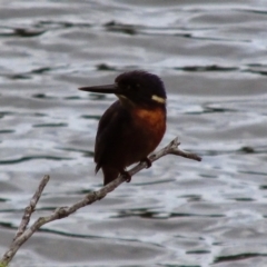 Ceyx azureus (Azure Kingfisher) at Mallacoota, VIC - 25 Jan 2015 by MB