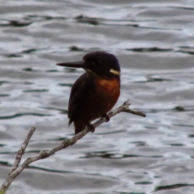 Ceyx azureus (Azure Kingfisher) at Mallacoota, VIC - 26 Jan 2015 by MB